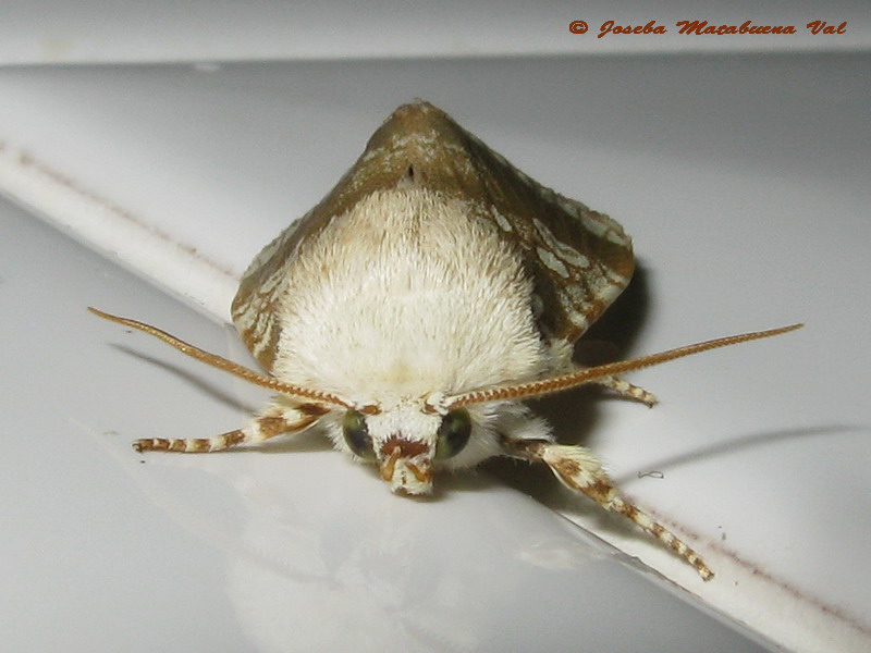 Dicycla oo - Noctuidae
